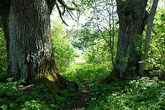 Затуленье (усадьба)