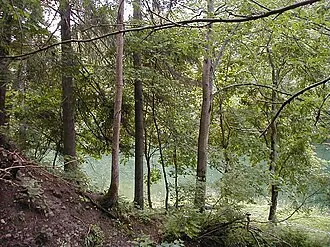 Лопухинка (усадьба) — фото 3