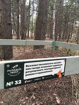 Сосновый бор острова Ягры — фото 2