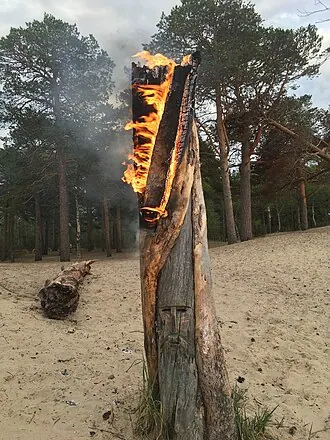 Сосновый бор острова Ягры — фото 4