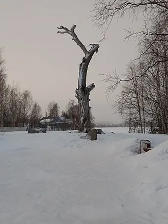 Сосна Лённрота