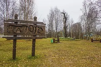 Сосна Лённрота — фото 3