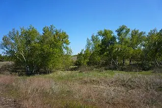 Берёзовые колки