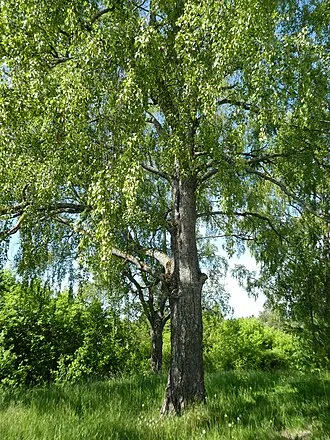 Волковицы (усадьба) — фото 3