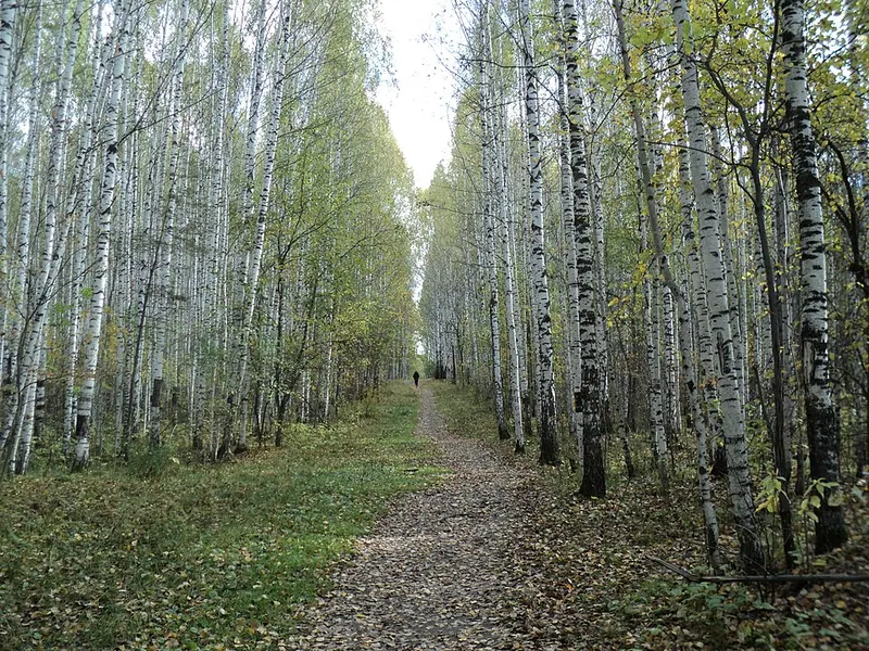 Шувакишский лесопарк