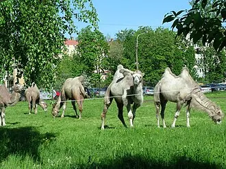 Цирк в Автово — фото 3
