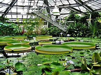 Водная оранжерея Ботанического сада Петра Великого — фото 2