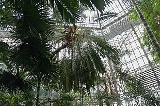 Большая Пальмовая оранжерея Ботанического сада Петра Великого — фото 2
