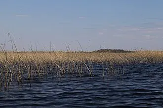Полисто