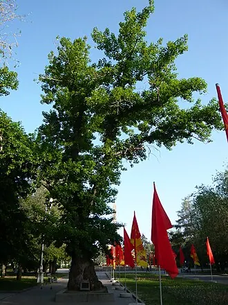 Тополь на площади Павших Борцов