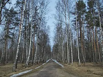 Сосновая Поляна (парк)
