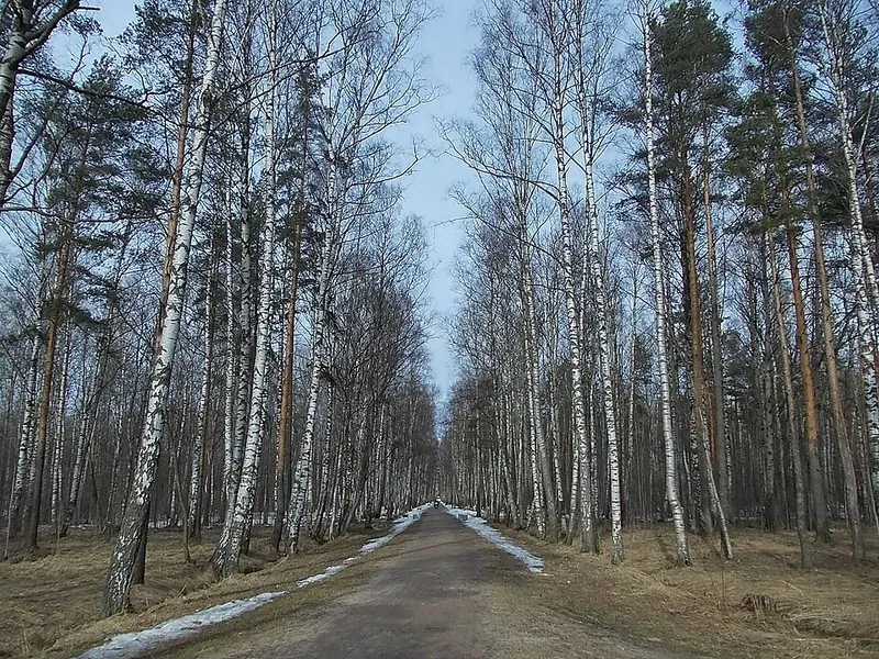Сосновая Поляна (парк)