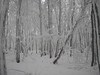 Кумысная поляна — фото 2