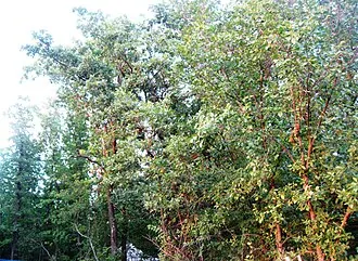 Дубовые насаждения (памятник природы) — фото 4