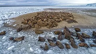 Русская Арктика