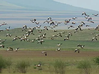Боргойский заказник