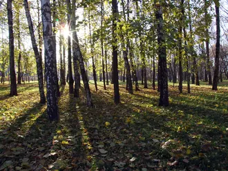 Черкизовский парк (Пушкинский район)