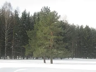 Павловский парк — фото 4