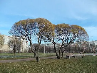 Полюстровский парк — фото 4
