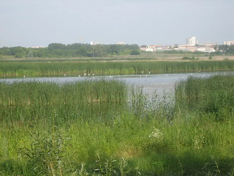 Птичья гавань