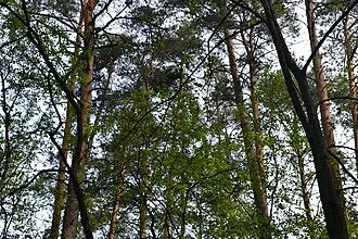 Салтыковский лесопарк — фото 2