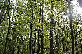 Салтыковский лесопарк — фото 3
