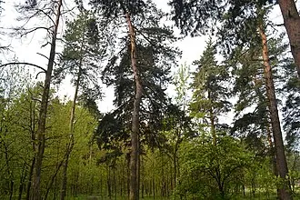 Салтыковский лесопарк — фото 4