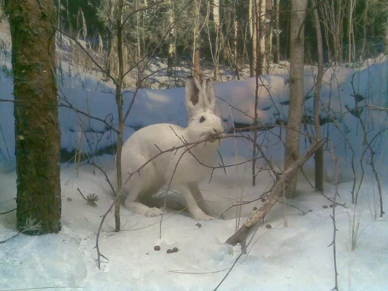 Музей природы Костромской области