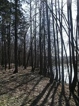 Аннинский лесопарк
