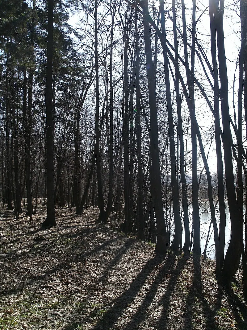 Аннинский лесопарк