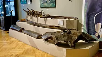 Тобольский государственный историко-архитектурный музей-заповедник — фото 4