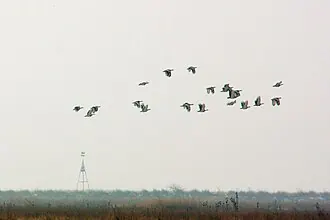 Дрофиный заказник
