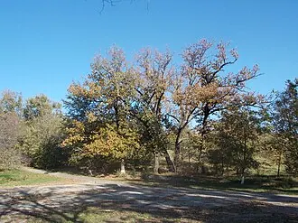 Дубовая роща (Элиста)