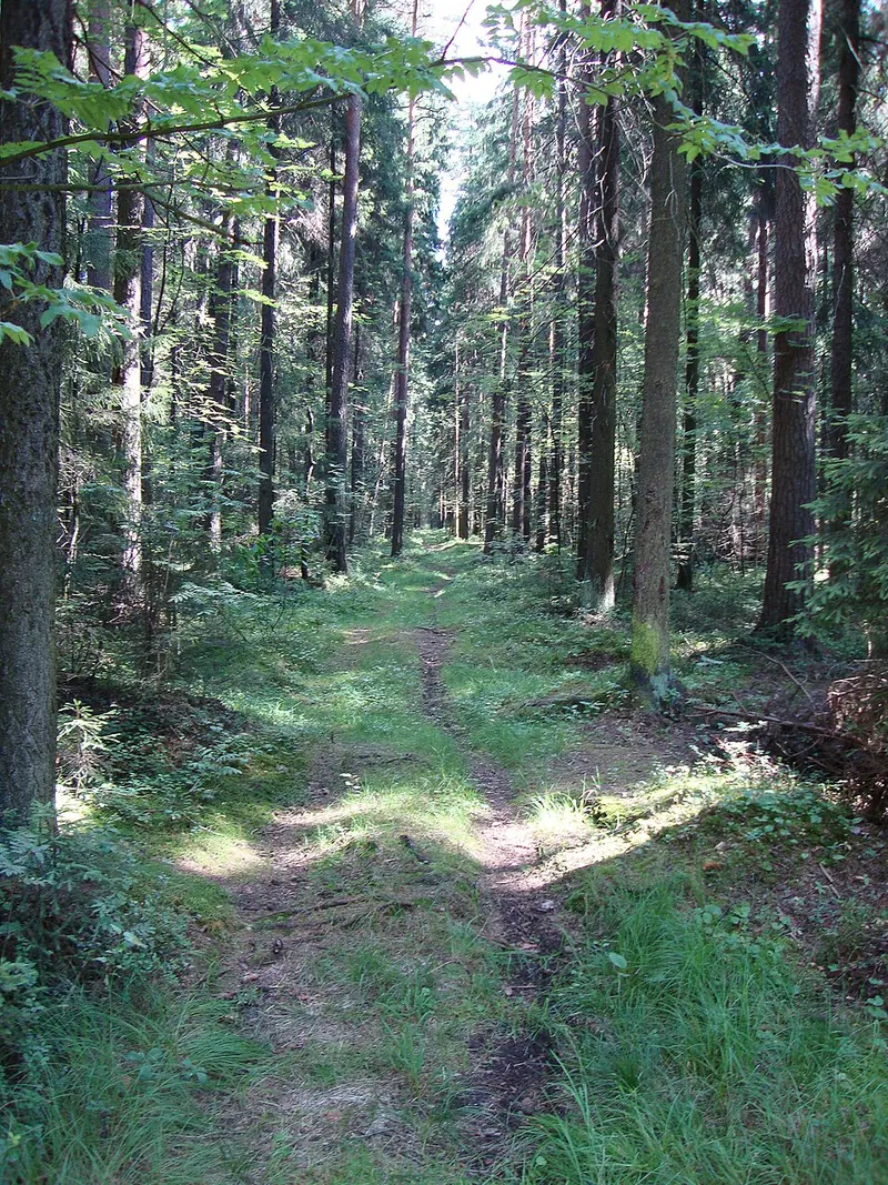 Ржевский лесопарк