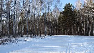 Затюменский (лесопарк)