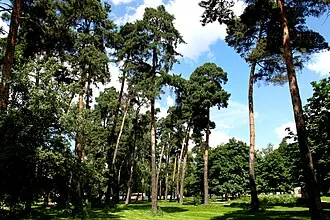 Сосенки (парк, Царицыно)