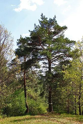 Бекарюковский бор — фото 2