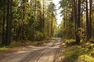 Церковь Рождества Христова (Илкодино) — фото 2