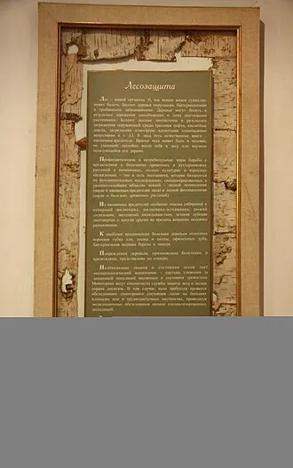 Российский музей леса — фото 4