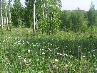 Лысые горы