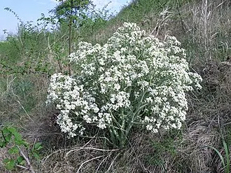 Полунино (памятник природы)