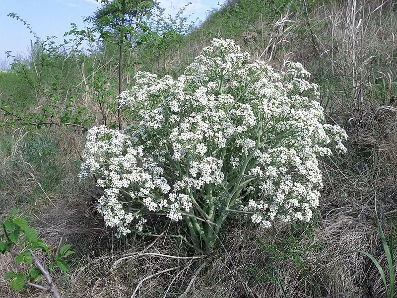 Полунино (памятник природы)