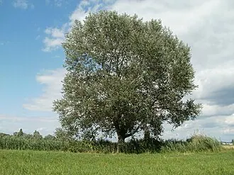 Долгова падина