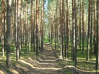 Тимирязевский бор