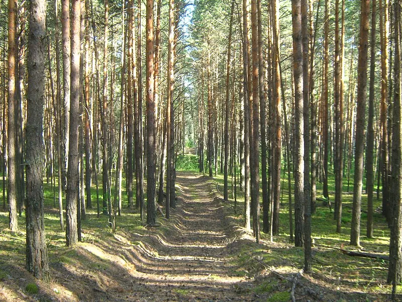 Тимирязевский бор