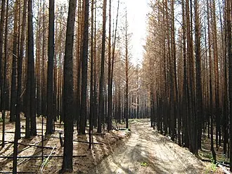 Тимирязевский бор — фото 3