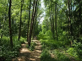 Ульяновский лесопарк — фото 2