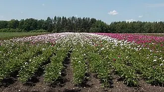 Мещерский дендрарий — фото 2