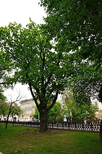 Пушкинский дуб (Москва)
