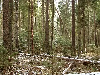 Верховья реки Большой Сестры